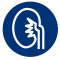 organ-icon_kidney